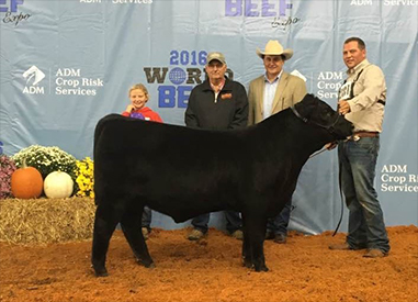 Champion Angus