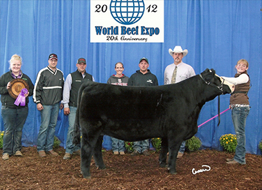 Champion Angus