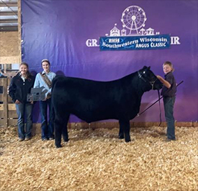 Champion Angus